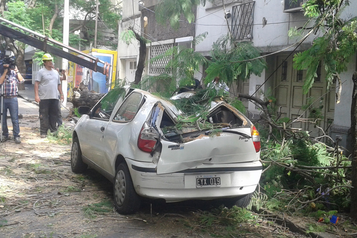 Barrio Martin: cayó un gran árbol y aplastó a un auto