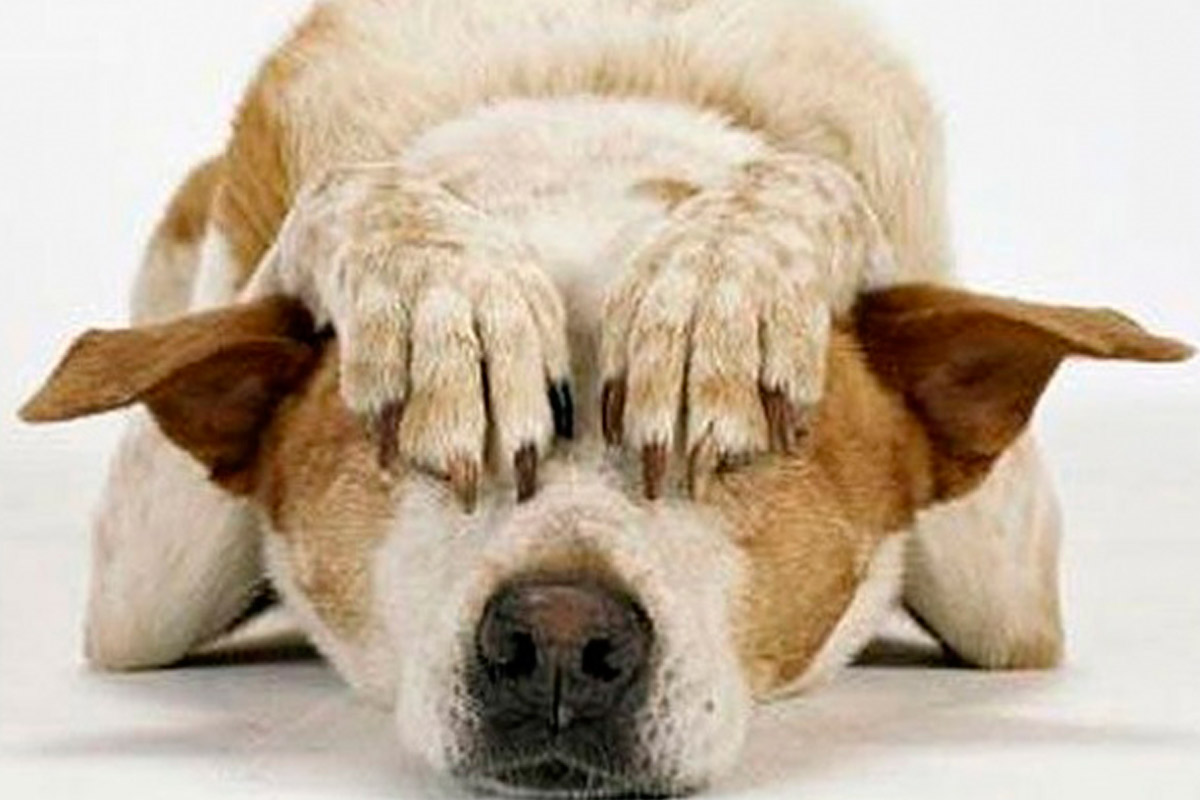 Recomendaciones para cuidar a perros y gatos de estruendos
