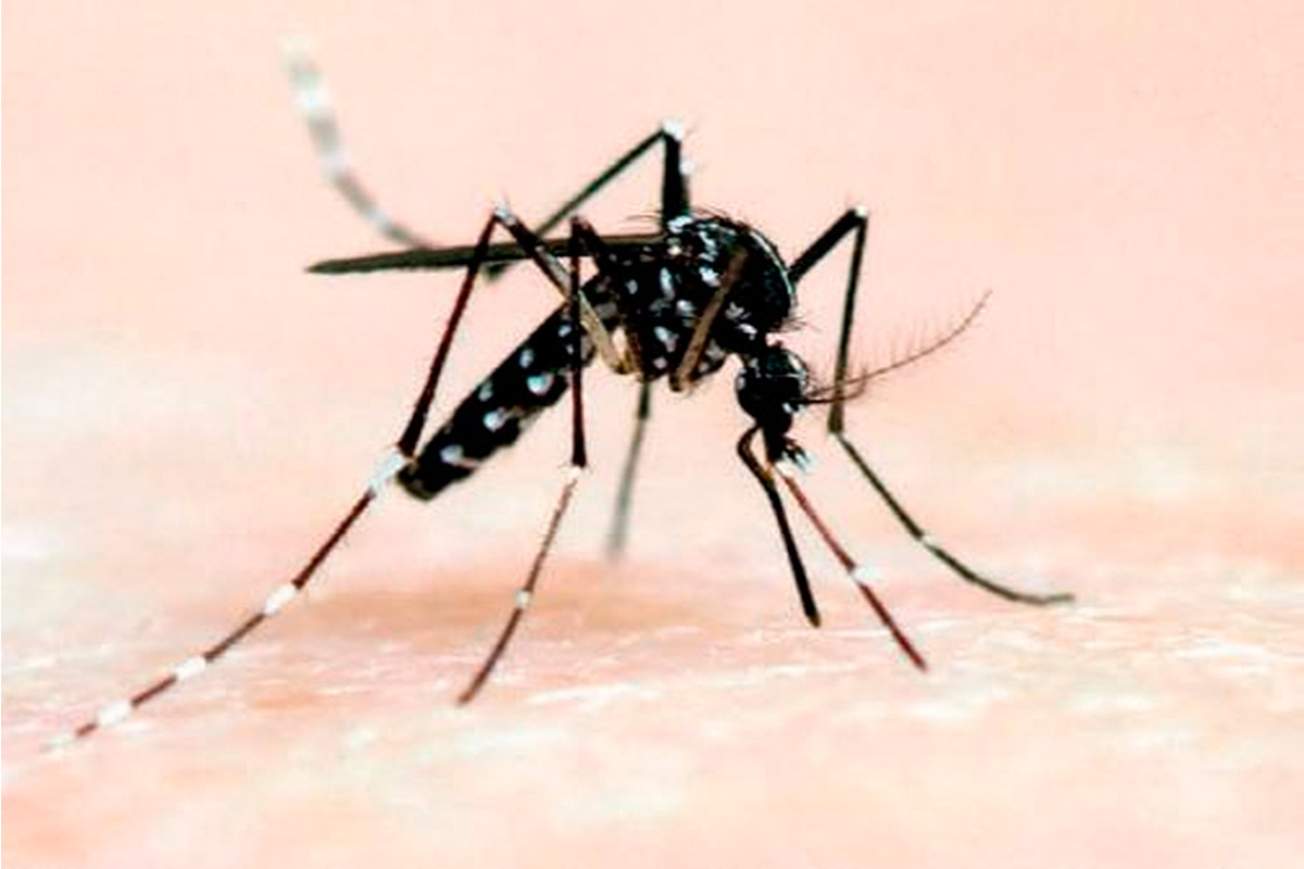 Confirman cuatro casos de dengue en Santa Fe