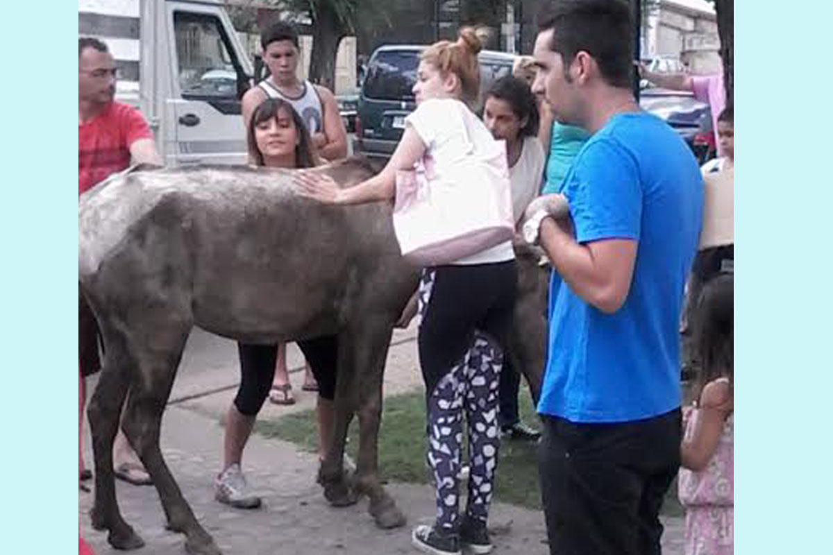 Murió una yegua en plena calle por maltrato de sus dueños
