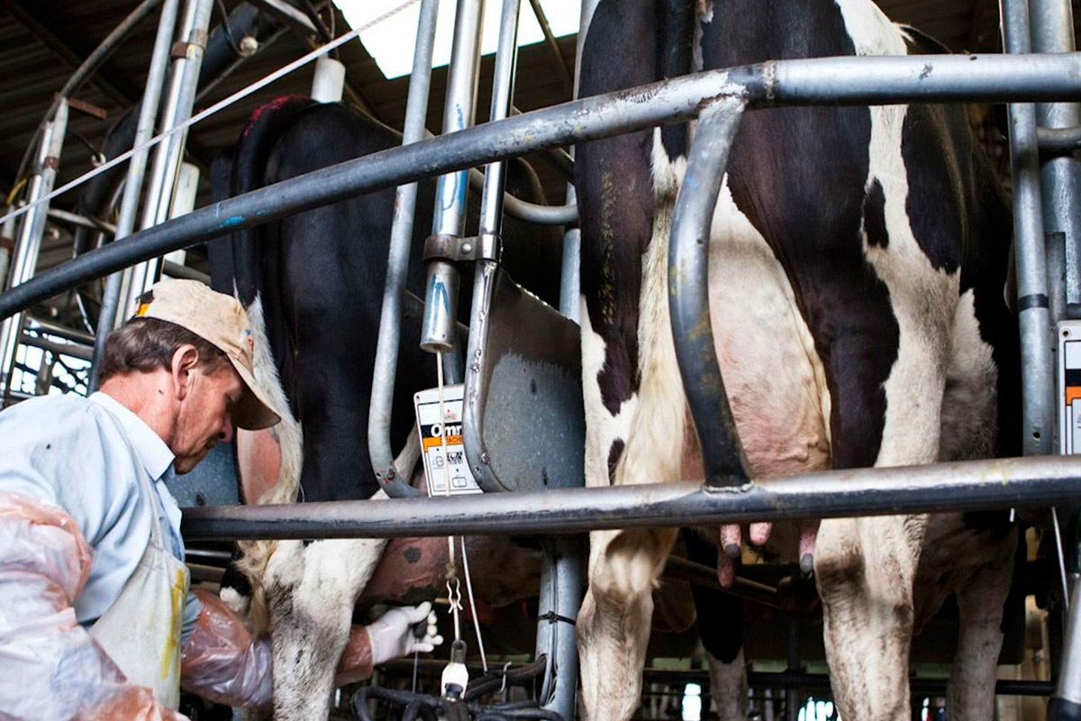 Trimestre difícil para la lechería argentina