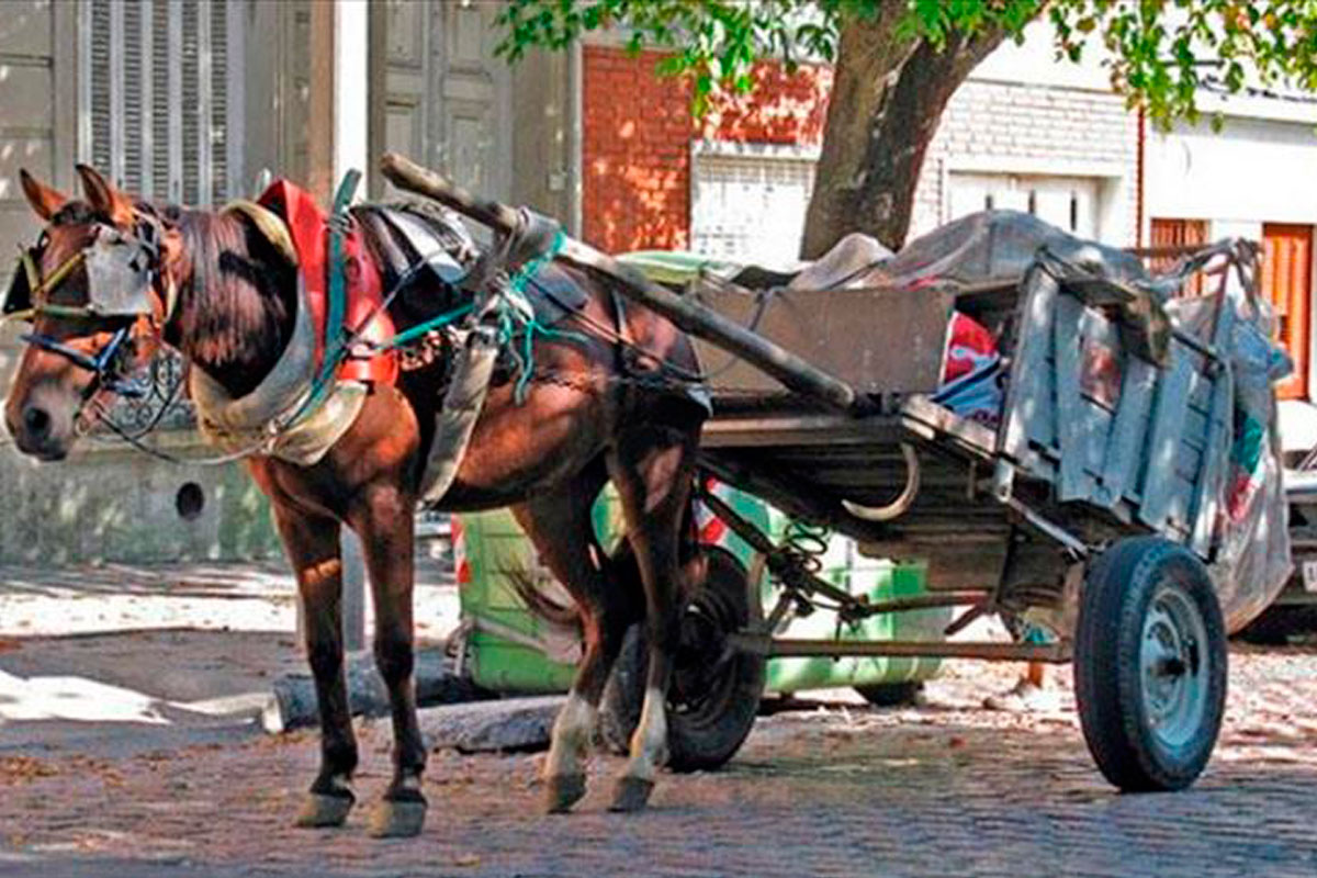 Tracción a sangre: Zamarini convocó a mesa de diálogo