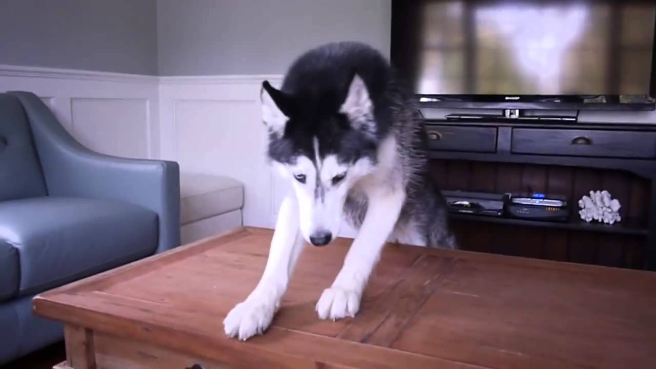 Mishka, el perro que habla