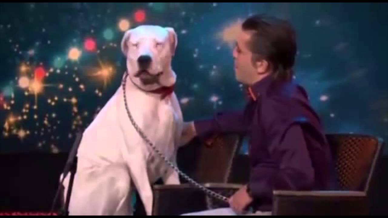 ¡Impresionante! perro canta como Whitney Houston