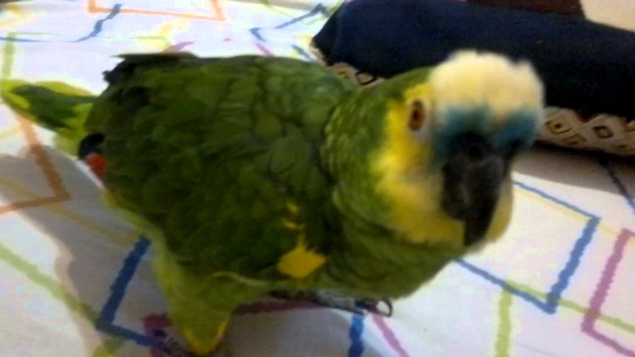 Esta es Brenda, una lorita Argentina