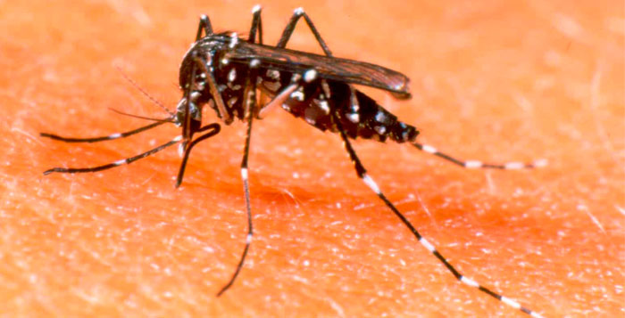 Se registraron ocho casos de dengue en Rosario
