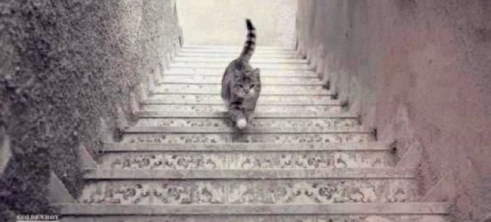 Me pareció ver un lindo gatito que… ¿sube o baja?