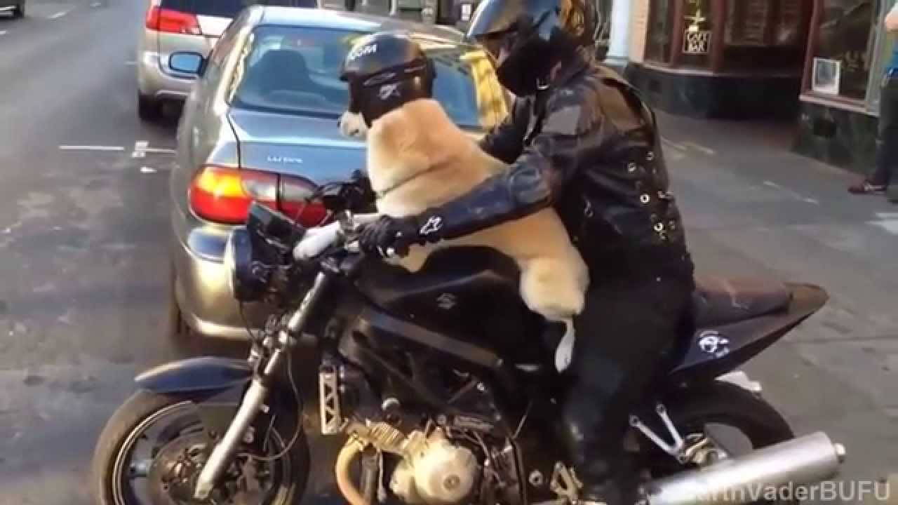 ¡Feliz Día del Animal!