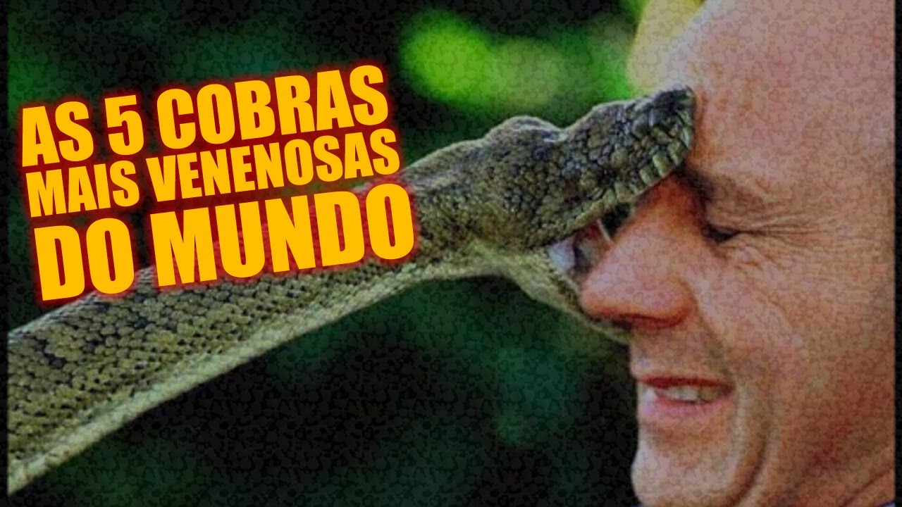 Las cinco cobras más venenosas del mundo