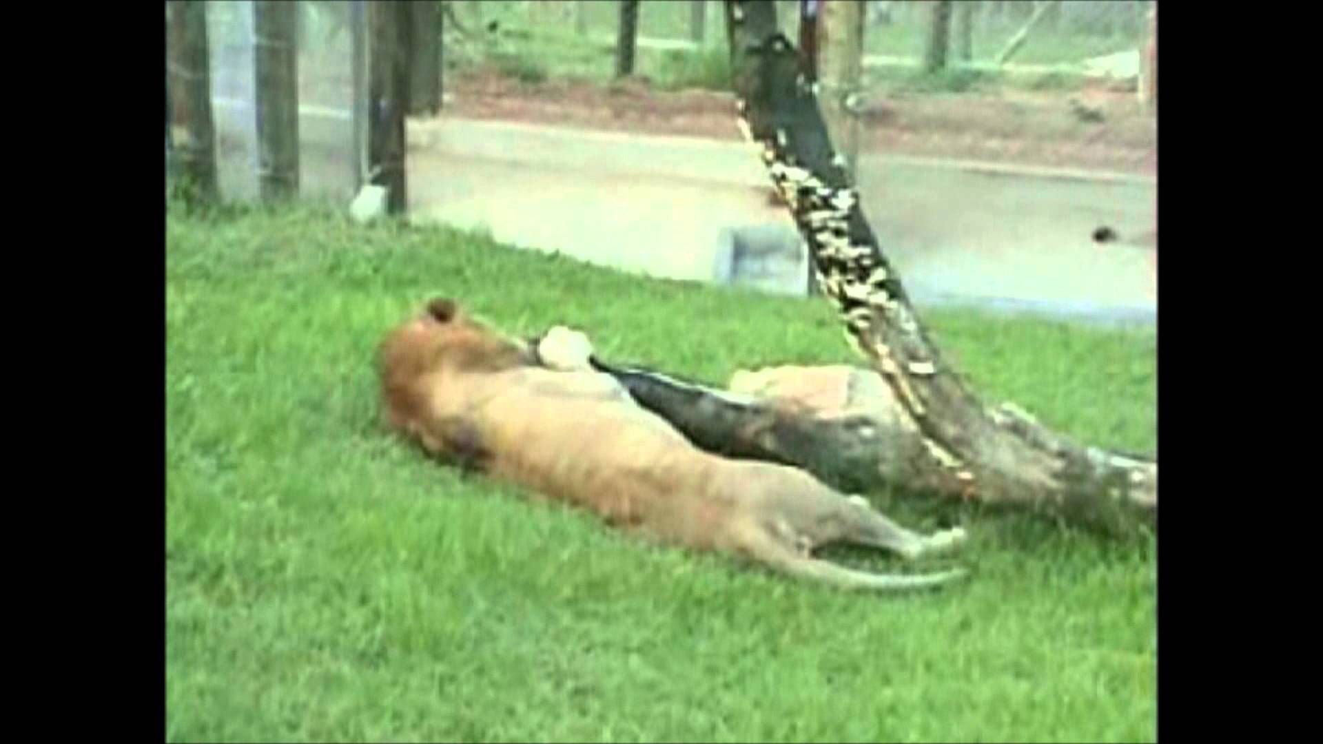 Will, el león que finalmente conoció la libertad