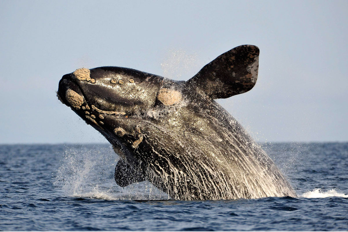 Avistaje de ballenas francas en la costa de Miramar