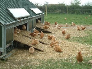 Gallinas en producción