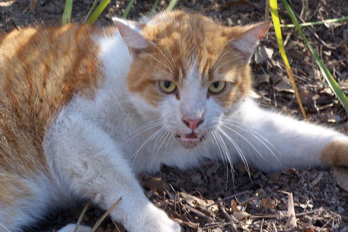 Australia matará a 2 millones de gatos por daño ecológico