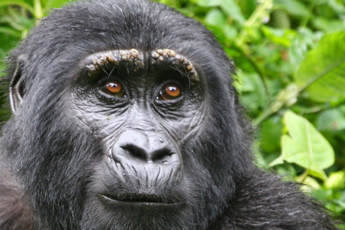Gorilas refugiados del oro negro
