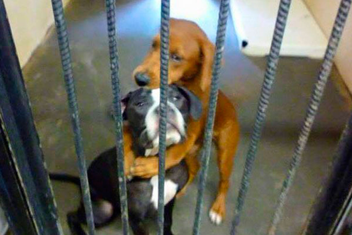 El abrazo de estos  perros se viralizó y les salvó la vida