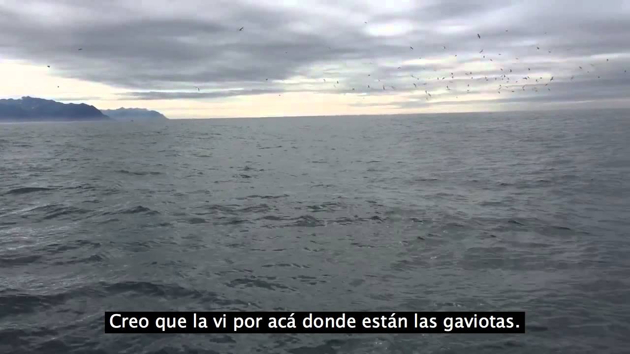 Unas ballenas dieron a un hombre una gran sorpresa