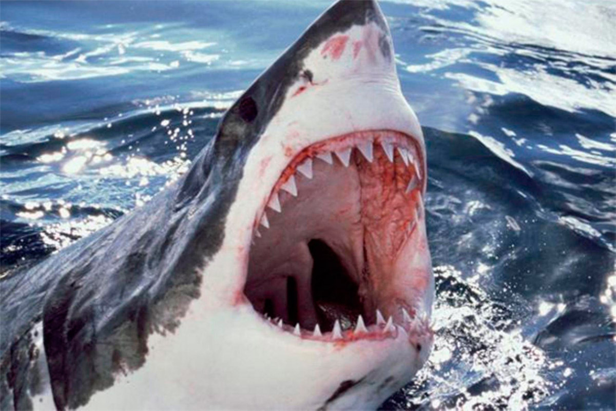 Un tiburón mata a un pescador en Australia