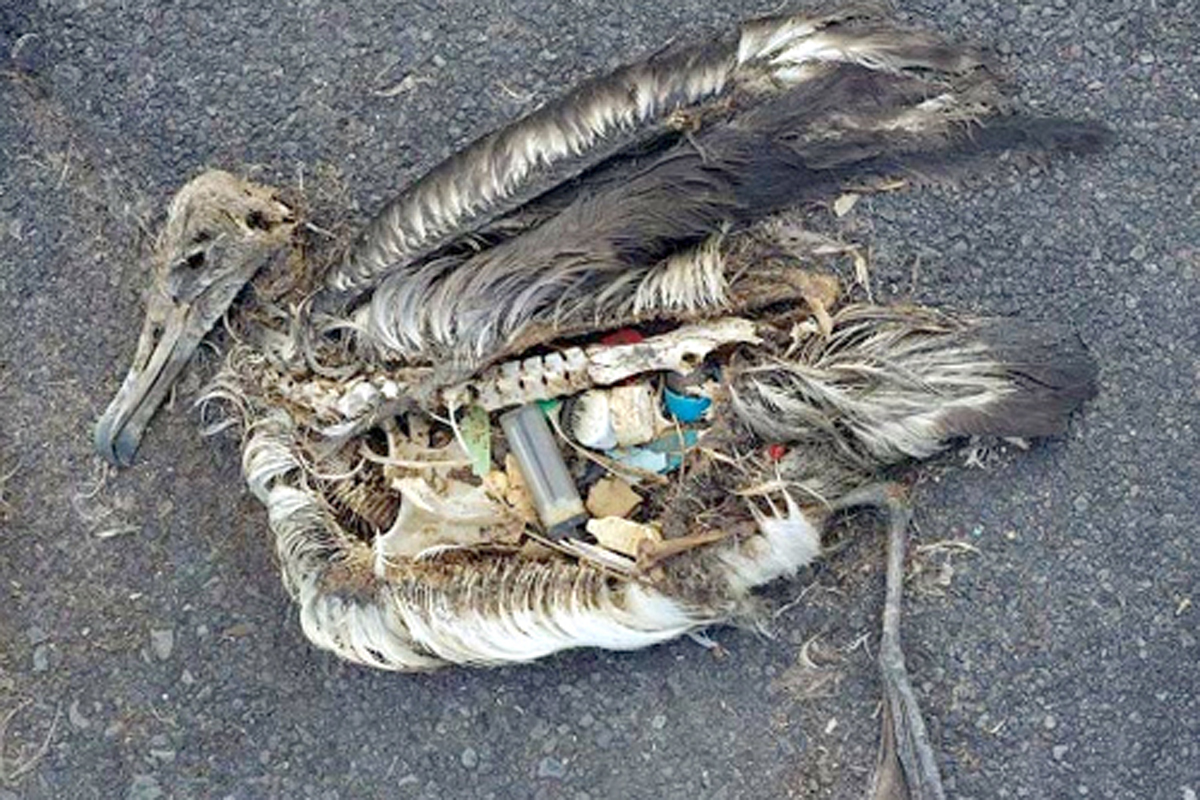 Alarma por el plástico que ingieren las aves marinas