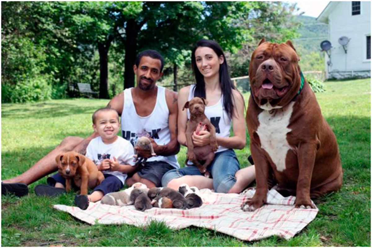 Hulk, el mayor pitbull del mundo, ha tenido cachorros