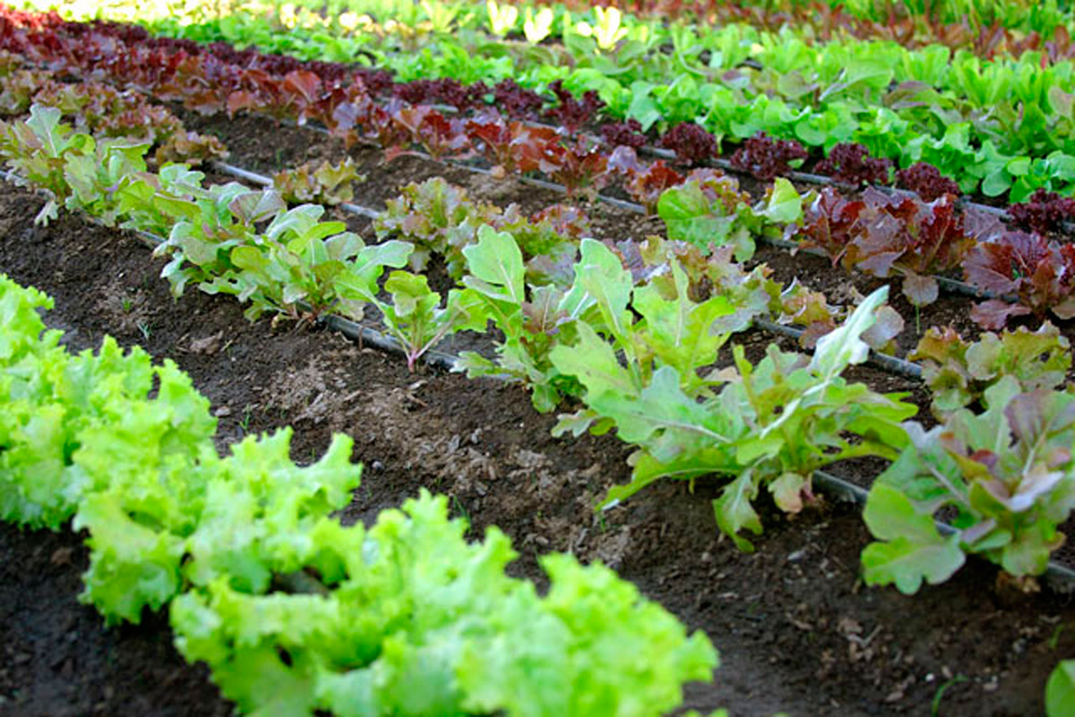 Se exporta la mayor parte de los alimentos orgánicos