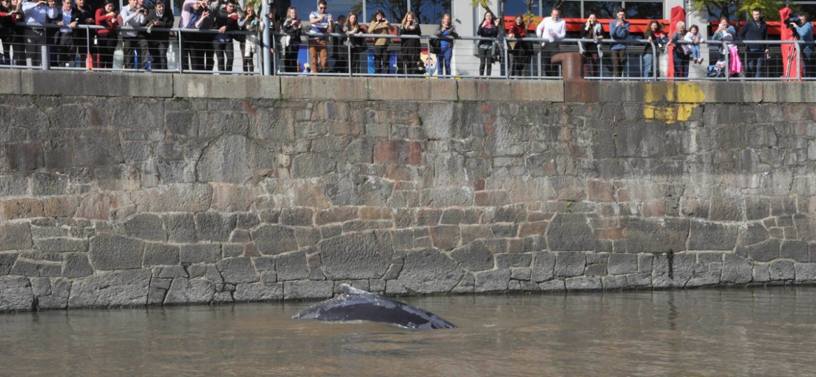 Ballena de Puerto Madero es guiada hacia aguas abiertas
