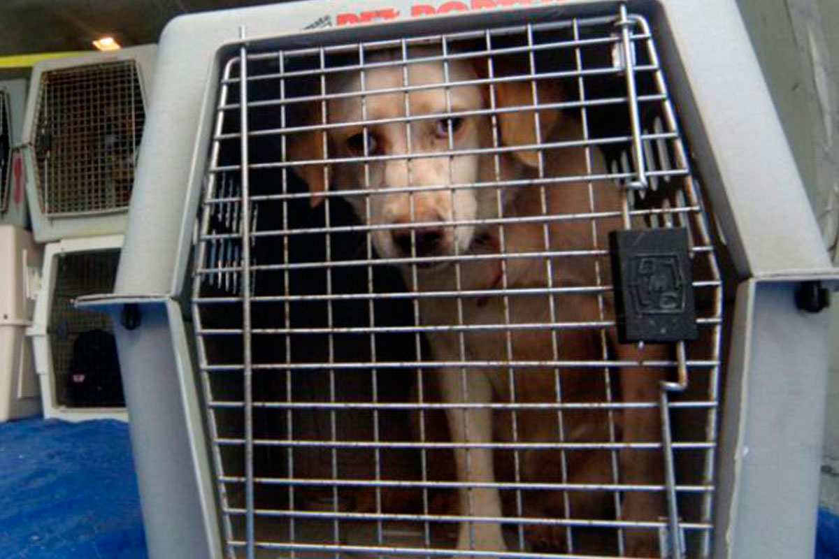 ¿Las mascotas viajarán en colectivo? Prospera el proyecto