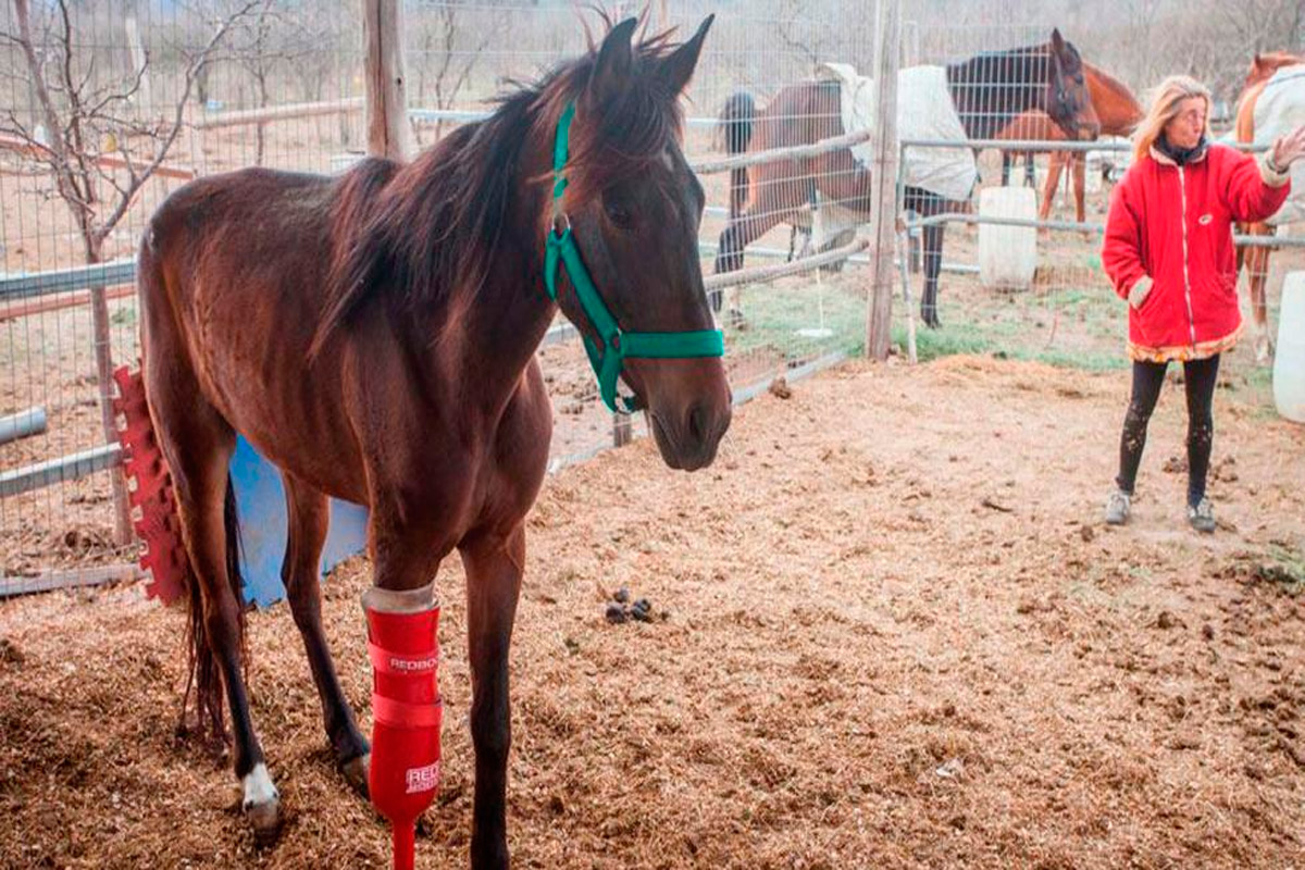 Un caballo vuelve a caminar por una pata de palo