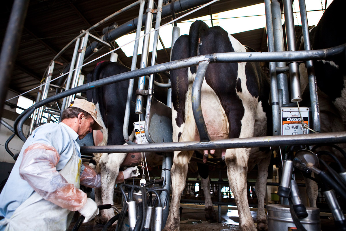 Gobierno prorrogó subsidios para productores lecheros