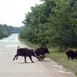 Animales salvajes regresan a la zona exclusión de Chernóbil