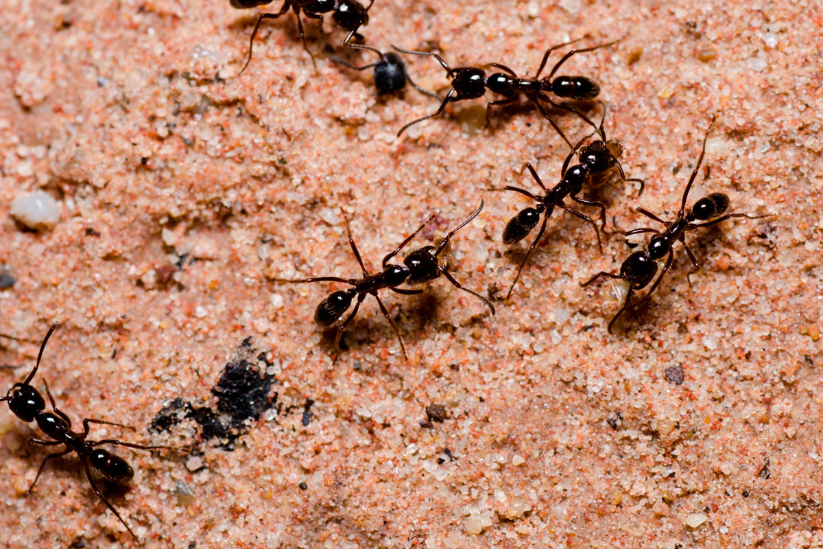 Sobrevive en el desierto comiendo hormigas negras