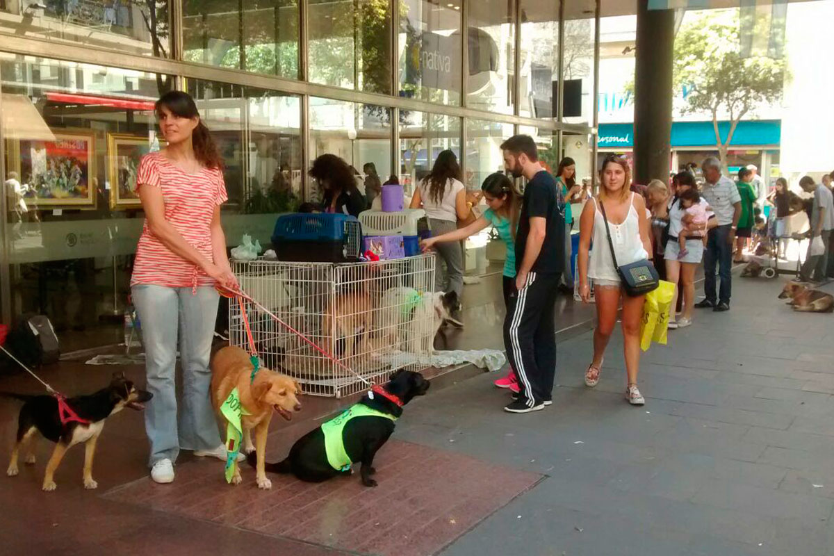 El compromiso de buscar hogar a un amigo de 4 patas