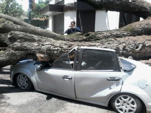 arbol 5