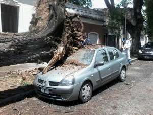 arbol 6