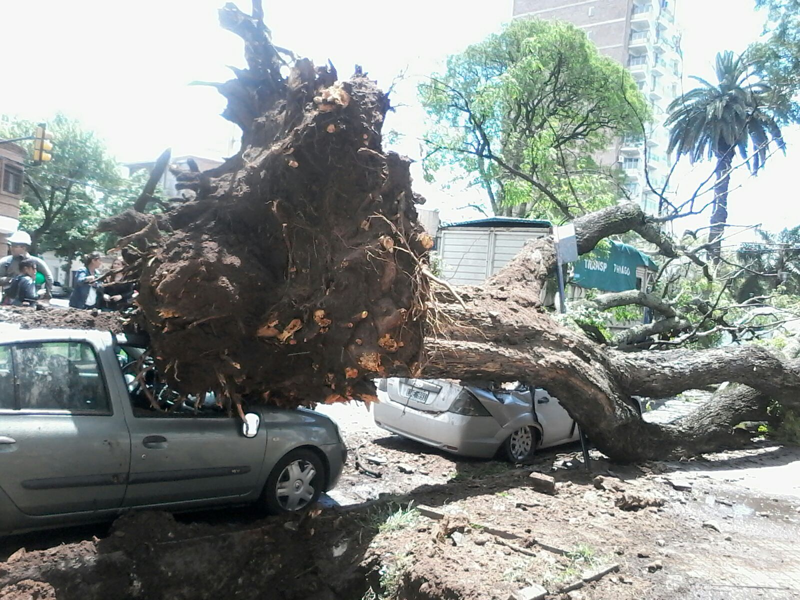 Un árbol arruinó un camión y dos autos tras su caída
