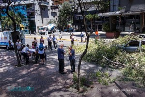 arbol_caído_distrito_centro_rosario5_fvizzi