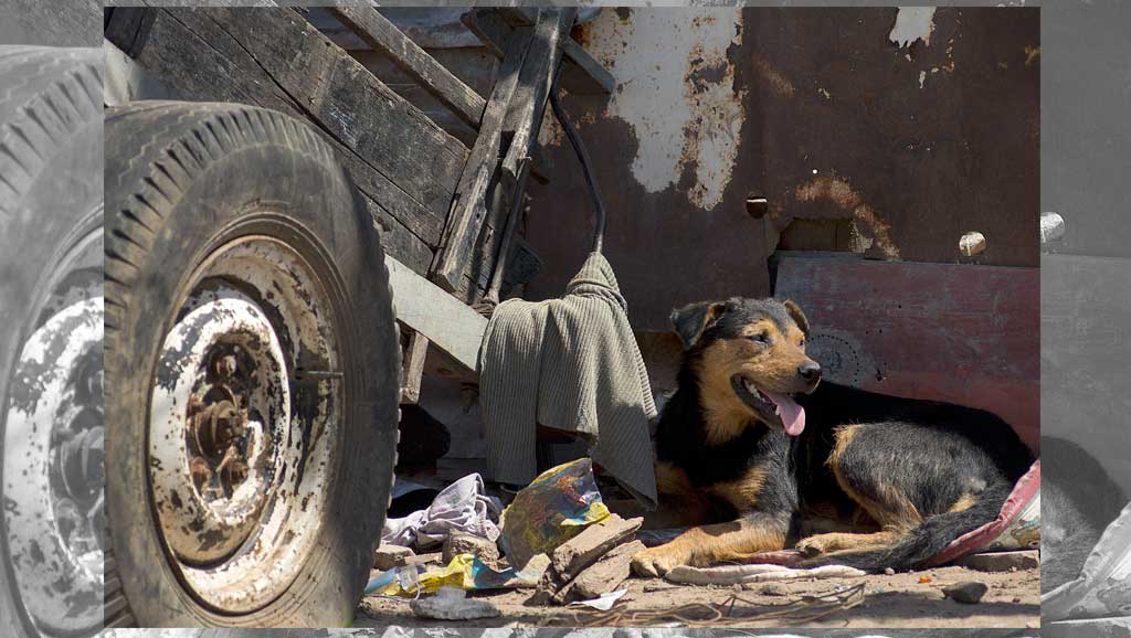 Cada carro tiene al menos un perro… su perro, que lo cuida, lo acompaña, lo detesta pero lo ama, lo rodea,  le ladra, y, en cierta forma, lo bendice con su presencia.