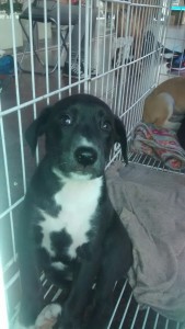 perrito 2