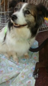 perrito 8