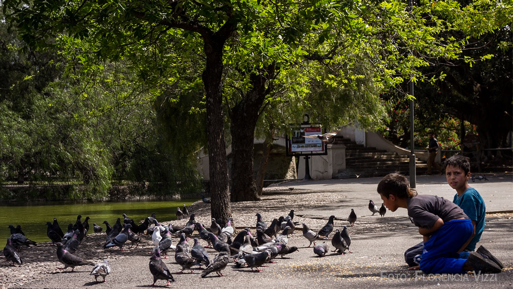 Cazando palomas a la vieja usanza… ¡Esta noche toca polenta con pajaritos!