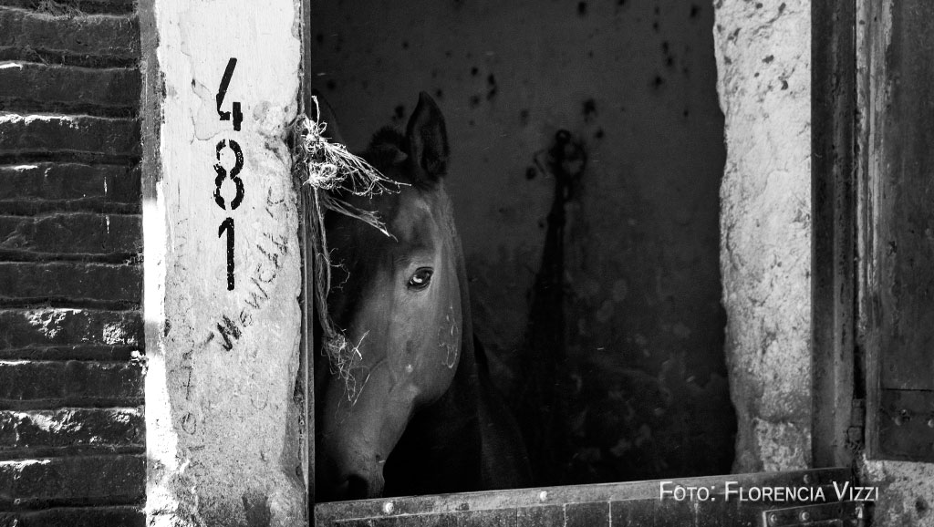 Hipódromo de Rosario, caballeriza 481. Él está solo, y espera… intenta ocultarse y atisbar desde las sombras, pero la curiosidad es más fuerte.