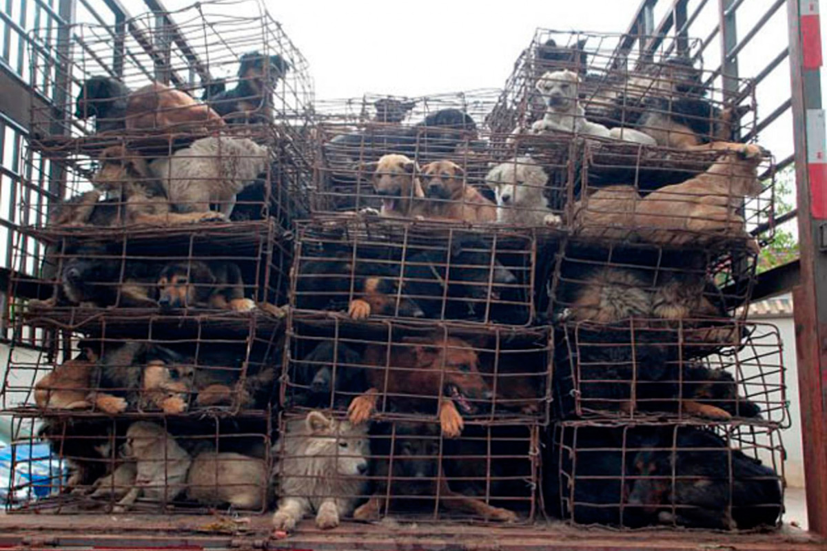Especies animales se extinguen minuto a minuto