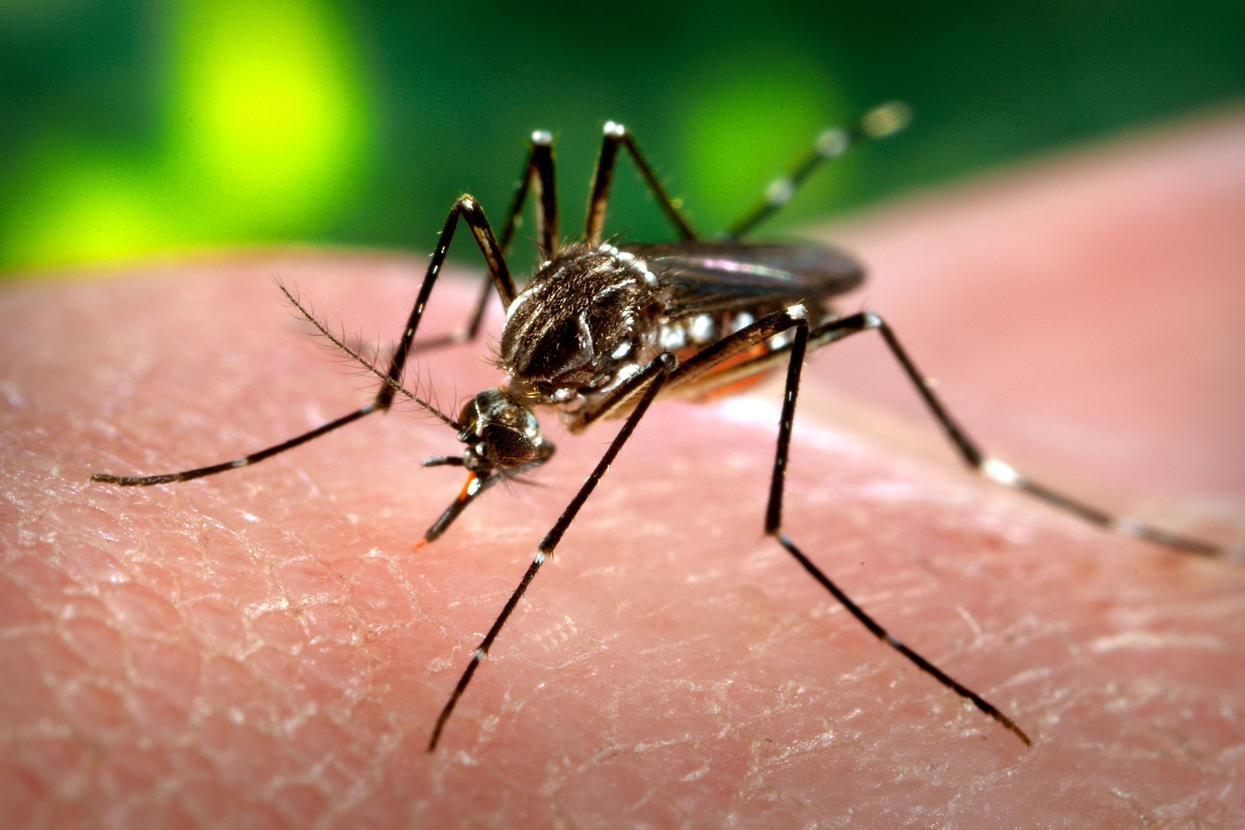 Alerta: se confirmaron dos casos de dengue en Córdoba