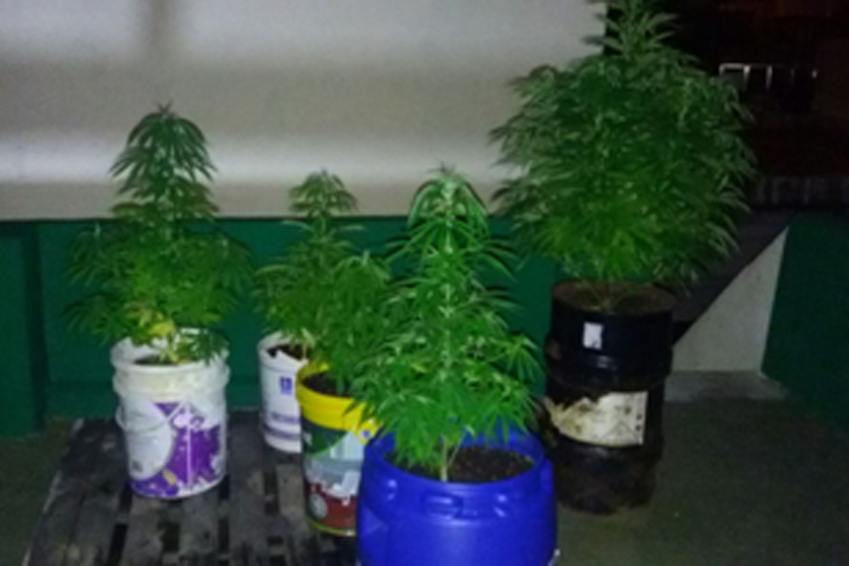 Joven detenido por tenencia de plantas de Cannabis
