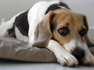 perros