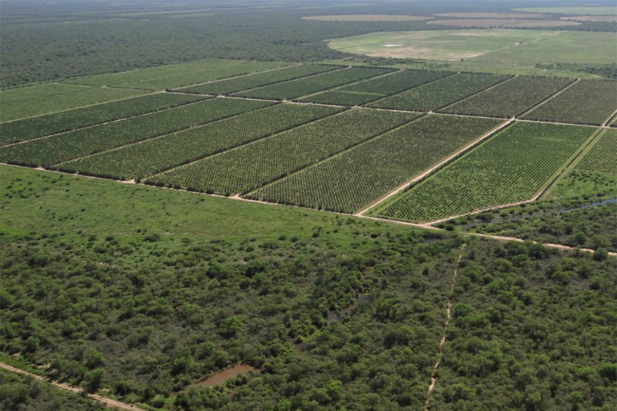 plantaciones-editada