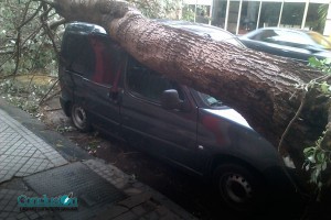 Árbol