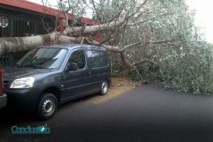 Árbol1