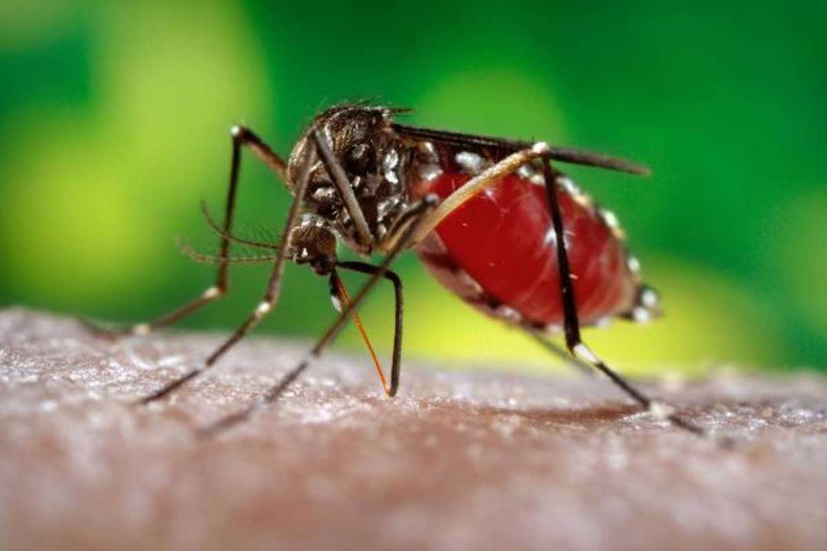 Colombia: se reportaron más de 47.000 casos de zika