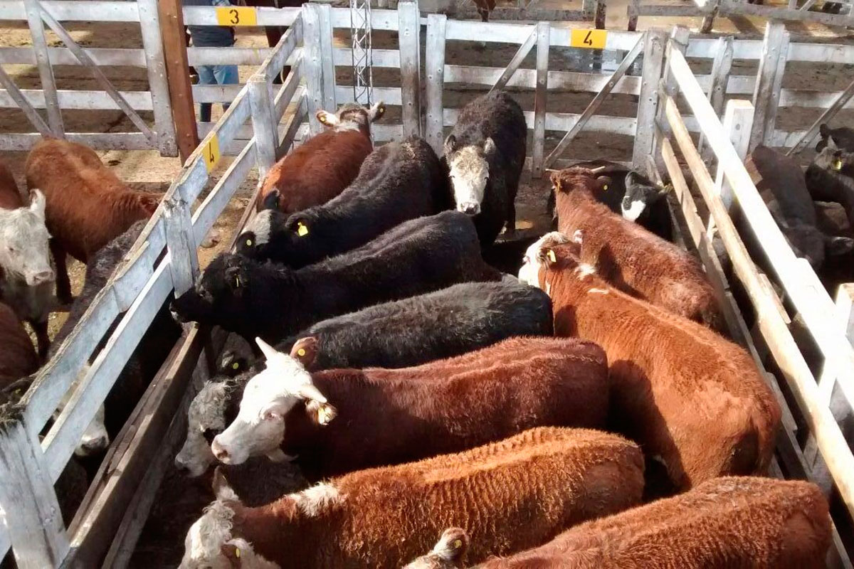 El precio de la carne aumentó un 22% desde octubre