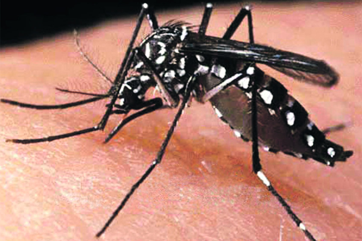 Hay «epidemia» de dengue y se dejaron de contar los casos